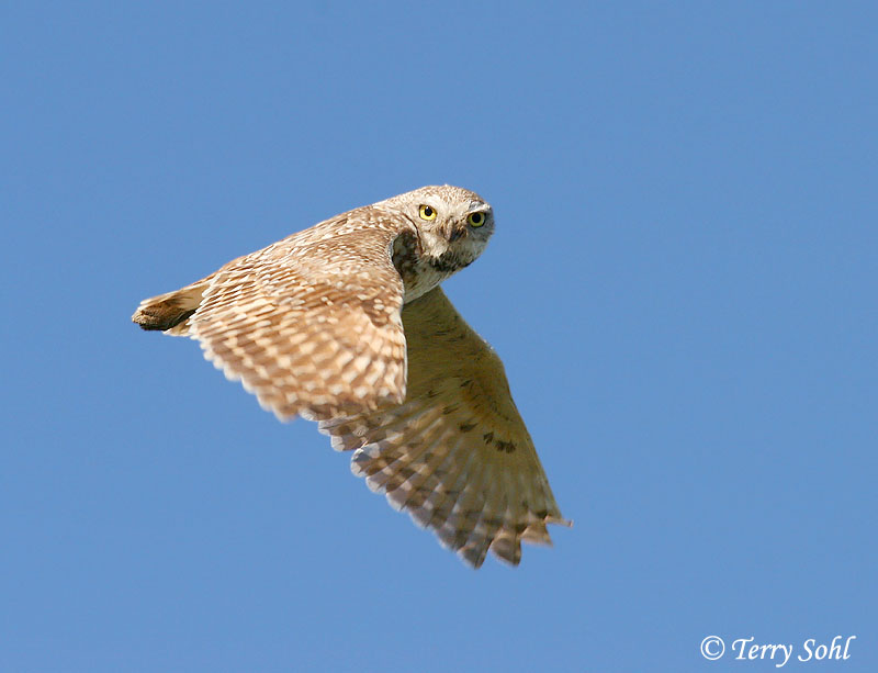 owls in flight