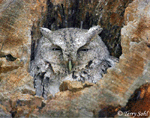 Eastern Screech Owl 1 - Megascops asio