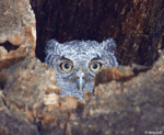 Eastern Screech Owl 8 - Megascops asio