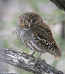 Elf Owl - Micrathene whitneyi
