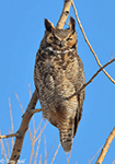 Great Horned Owl 13 - Bubo virginianus