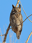 Great Horned Owl 14 - Bubo virginianus