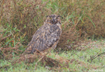 Great Horned Owl 7 - Bubo virginianus