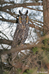 Long-eared Owl 10 - Asio otus