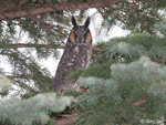 Long-eared Owl 13 - Asio otus