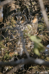 Long-eared Owl 15 - Asio otus