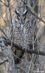 Long-eared Owl 17 - Asio otus