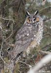 Long-eared Owl 19 - Asio otus
