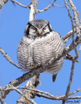 Northern Hawk Owl 10 - Surnia ulula