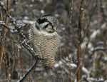 Northern Hawk Owl 2 - Surnia ulula