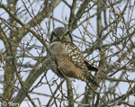 Northern Hawk Owl 3 - Surnia ulula