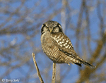 Northern Hawk Owl 5 - Surnia ulula
