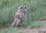 Short-eared Owl 15 - Asio flammeus