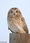 Short-eared Owl 6 - Asio flammeus