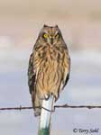 Short-eared Owl 9 - Asio flammeus