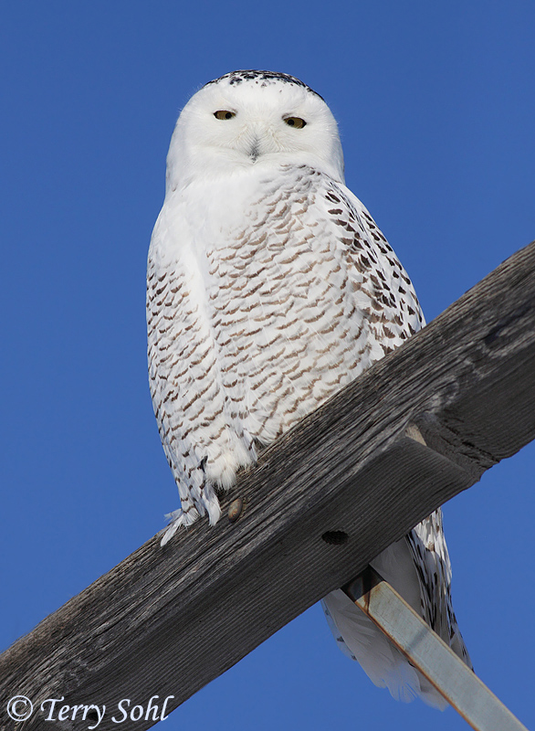 Snowy Owl - Presho Area Birding "hotspot"