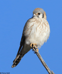 American Kestrel 12 - Falco sparverius
