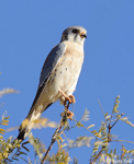 American Kestrel 9 - Falco sparverius