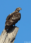 Bald Eagle 29 - Haliaeetus leucocephalus