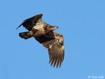 Bald Eagle 31 - Haliaeetus leucocephalus