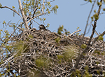 Bald Eagle 41 - Haliaeetus leucocephalus