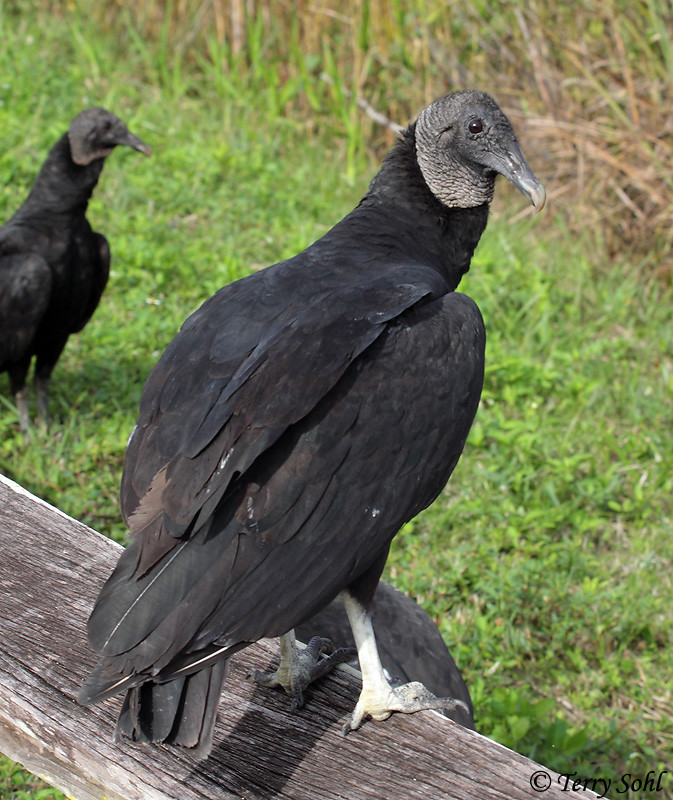 Photo of Black Vulture - Coragyps atratus