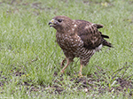 Broad-winged Hawk 11 - Buteo platypterus