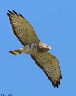Broad-winged Hawk 5 - Buteo platypterus