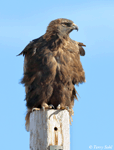 Golden Eagle 13 - Aquila chrysaetos