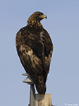 Golden Eagle 17 - Aquila chrysaetos