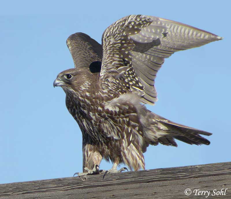 Gyrfalcon - Falco rusticolus