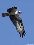 Osprey 16 - Pandion haliaetus