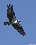 Osprey 17 - Pandion haliaetus