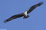 Osprey 18 - Pandion haliaetus