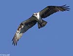 Osprey 19 - Pandion haliaetus