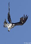 Osprey 20 - Pandion haliaetus