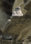 Prairie Falcon 10 - Falco mexicanus