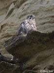 Prairie Falcon 13 - Falco mexicanus