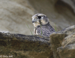Prairie Falcon 14 - Falco mexicanus