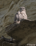 Prairie Falcon 16 - Falco mexicanus