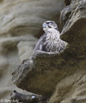 Prairie Falcon 17 - Falco mexicanus