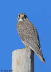 Prairie Falcon 27 - Falco mexicanus