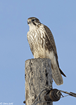 Prairie Falcon 31 - Falco mexicanus