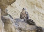 Prairie Falcon 7 - Falco mexicanus