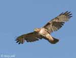 Red-tailed Hawk 10 - Buteo jamaicensis