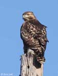 Red-tailed Hawk 18 - Buteo jamaicensis