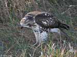 Red-tailed Hawk 19 - Buteo jamaicensis