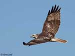 Red-tailed Hawk 21 - Buteo jamaicensis