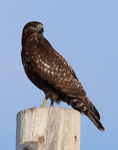 Red-tailed Hawk 30 - Buteo jamaicensis