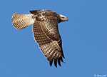 Red-tailed Hawk 32 - Buteo jamaicensis